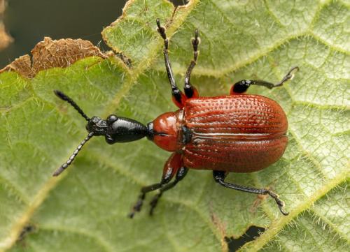 Réf. 353 895 : Apoderus coryli